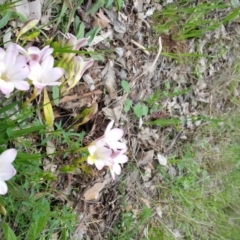 Freesia leichtlinii subsp. leichtlinii x Freesia leichtlinii subsp. alba (Freesia) at Deakin, ACT - 10 Oct 2016 by ACTParks-InvasivePlantsTeam
