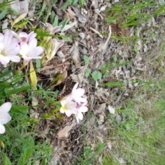 Freesia leichtlinii subsp. leichtlinii x Freesia leichtlinii subsp. alba (Freesia) at Deakin, ACT - 9 Oct 2016 by ACTParks-InvasivePlantsTeam