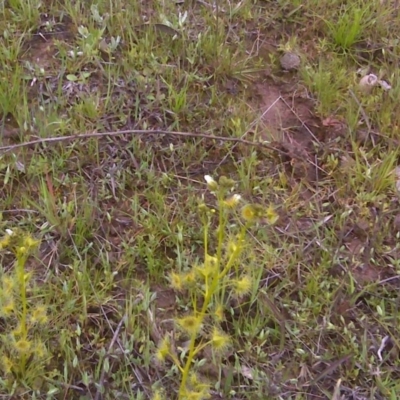 Drosera (genus) (A Sundew) at Symonston, ACT - 9 Oct 2016 by Mike