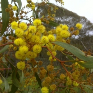 Acacia pycnantha at Symonston, ACT - 9 Oct 2016 11:29 AM