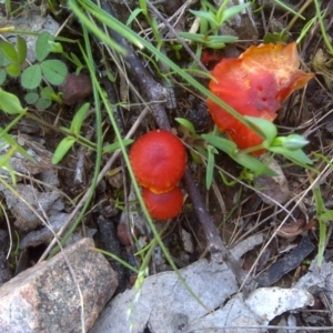 Hygrocybe sp. ‘red’ at Symonston, ACT - 9 Oct 2016 11:26 AM