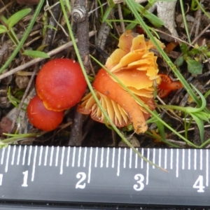 Hygrocybe sp. ‘red’ at Symonston, ACT - 9 Oct 2016