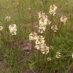 Stackhousia monogyna (Creamy Candles) at Symonston, ACT - 9 Oct 2016 by Mike