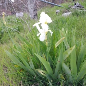 Iris germanica at Deakin, ACT - 10 Oct 2016