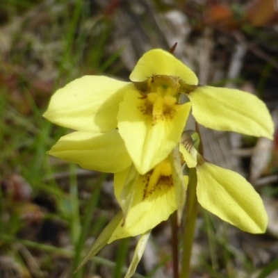 Diuris chryseopsis (Golden Moth) at Symonston, ACT - 9 Oct 2016 by Mike