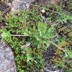 Erodium crinitum at Isaacs, ACT - 8 Oct 2016 05:25 PM