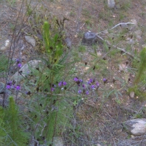 Glycine clandestina at Isaacs, ACT - 8 Oct 2016 05:19 PM