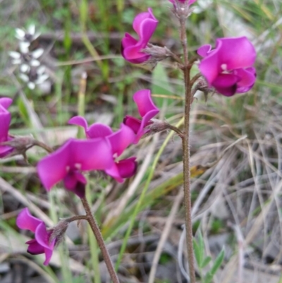 Swainsona sericea (Silky Swainson-Pea) at The Pinnacle - 10 Oct 2016 by nic.jario