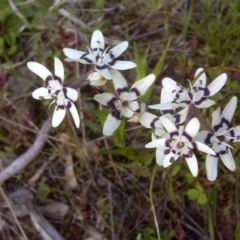 Wurmbea dioica subsp. dioica (Early Nancy) at Isaacs Ridge and Nearby - 8 Oct 2016 by Mike