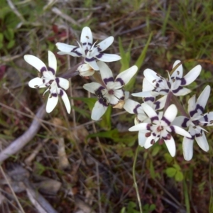 Wurmbea dioica subsp. dioica at Jerrabomberra, ACT - 8 Oct 2016