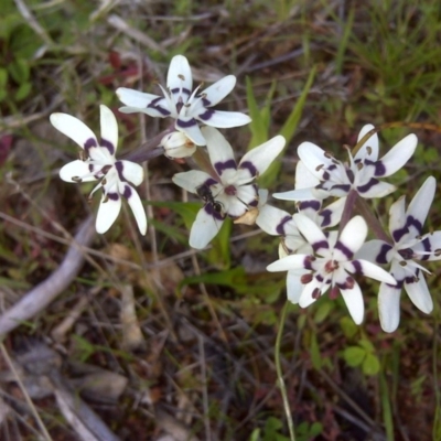 Wurmbea dioica subsp. dioica (Early Nancy) at Isaacs Ridge and Nearby - 8 Oct 2016 by Mike