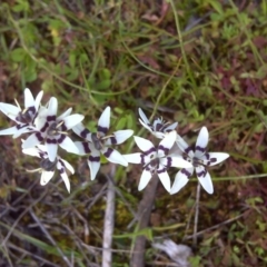 Wurmbea dioica subsp. dioica at Jerrabomberra, ACT - 8 Oct 2016