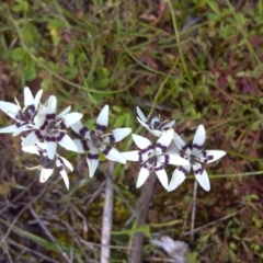 Wurmbea dioica subsp. dioica at Jerrabomberra, ACT - 8 Oct 2016 05:13 PM