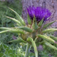 Silybum marianum (Variegated Thistle) at Isaacs Ridge and Nearby - 8 Oct 2016 by Mike