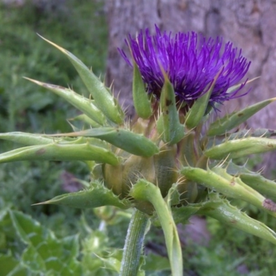 Silybum marianum (Variegated Thistle) at Isaacs Ridge - 8 Oct 2016 by Mike