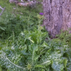 Silybum marianum at Jerrabomberra, ACT - 8 Oct 2016 05:08 PM