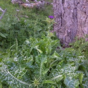 Silybum marianum at Jerrabomberra, ACT - 8 Oct 2016