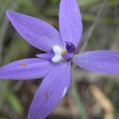 Glossodia major (Wax Lip Orchid) at Point 5832 - 10 Oct 2016 by Ryl