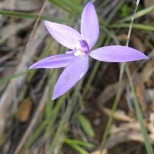 Glossodia major at Point 5832 - suppressed