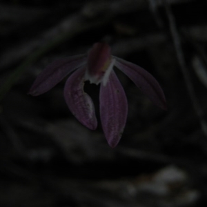 Caladenia fuscata at Point 5832 - suppressed