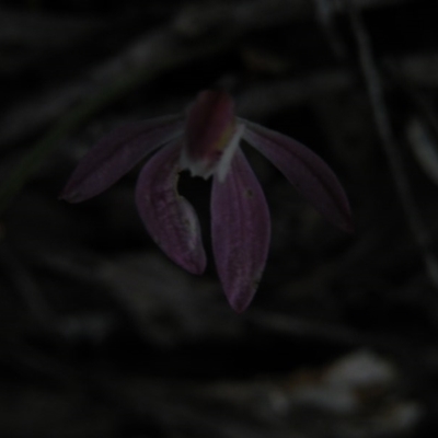 Caladenia fuscata (Dusky Fingers) at Acton, ACT - 9 Oct 2016 by Ryl