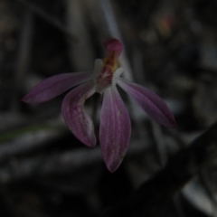 Caladenia fuscata at Point 5832 - suppressed