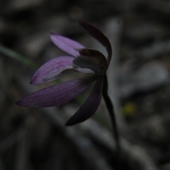 Caladenia fuscata at Point 5832 - suppressed