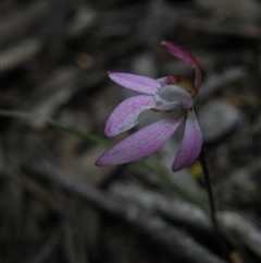 Caladenia fuscata at Point 5832 - suppressed