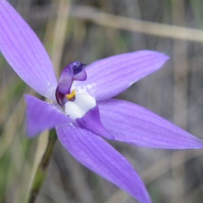 Glossodia major (Wax Lip Orchid) at Acton, ACT - 9 Oct 2016 by Ryl