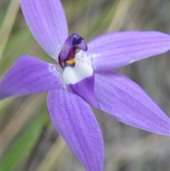 Glossodia major at Undefined Area - suppressed