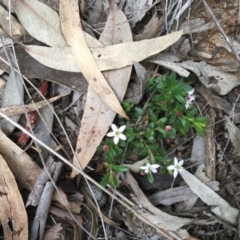 Rhytidosporum procumbens (White Marianth) at Black Mountain - 9 Oct 2016 by Fefifofum