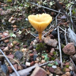 Lichenomphalia chromacea at Canberra Central, ACT - 9 Oct 2016