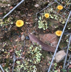 Lichenomphalia chromacea at Canberra Central, ACT - 9 Oct 2016