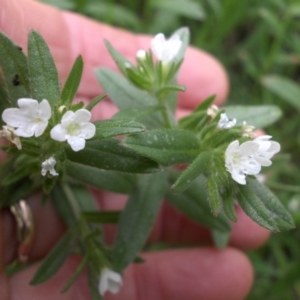 Buglossoides arvensis at Campbell, ACT - 10 Oct 2016