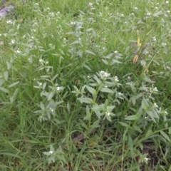 Buglossoides arvensis at Campbell, ACT - 10 Oct 2016 02:25 PM