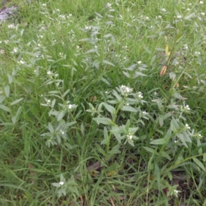 Buglossoides arvensis at Campbell, ACT - 10 Oct 2016 02:25 PM