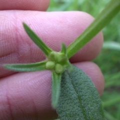 Buglossoides arvensis at Campbell, ACT - 10 Oct 2016 02:25 PM