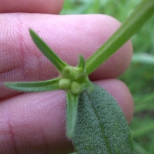 Buglossoides arvensis at Campbell, ACT - 10 Oct 2016 02:25 PM