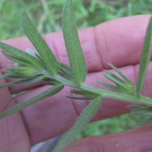 Buglossoides arvensis at Campbell, ACT - 10 Oct 2016 02:25 PM