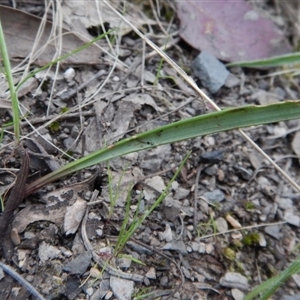 Lyperanthus suaveolens at Point 4081 - suppressed