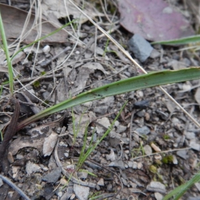 Lyperanthus suaveolens (Brown Beaks) at Aranda, ACT - 10 Oct 2016 by CathB