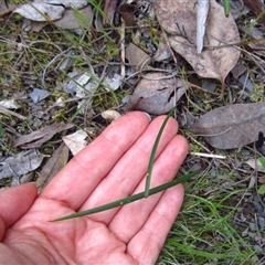 Lyperanthus suaveolens at Point 4081 - suppressed