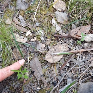 Lyperanthus suaveolens at Point 4081 - suppressed