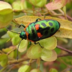 Scutiphora pedicellata (Metallic Jewel Bug) at Woodstock Nature Reserve - 8 Oct 2016 by pinnaCLE