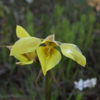 Diuris chryseopsis (Golden Moth) at Hall, ACT - 2 Oct 2016 by pinnaCLE