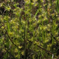 Drosera gunniana (Pale Sundew) at Hall, ACT - 2 Oct 2016 by pinnaCLE