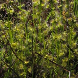 Drosera gunniana at Hall, ACT - 2 Oct 2016 12:00 AM