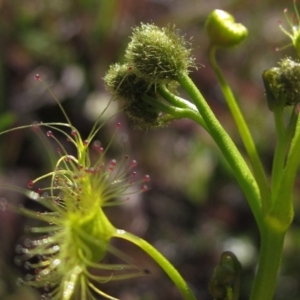 Drosera gunniana at Hall, ACT - 2 Oct 2016 12:00 AM