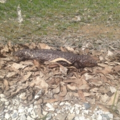 Tiliqua rugosa (Shingleback Lizard) at Forde, ACT - 8 Oct 2016 by jessiesmith510