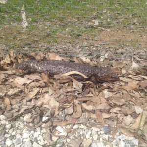 Tiliqua rugosa at Forde, ACT - 9 Oct 2016